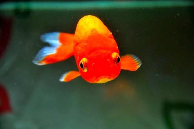金魚